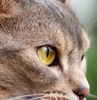Abyssinian cat looking intently